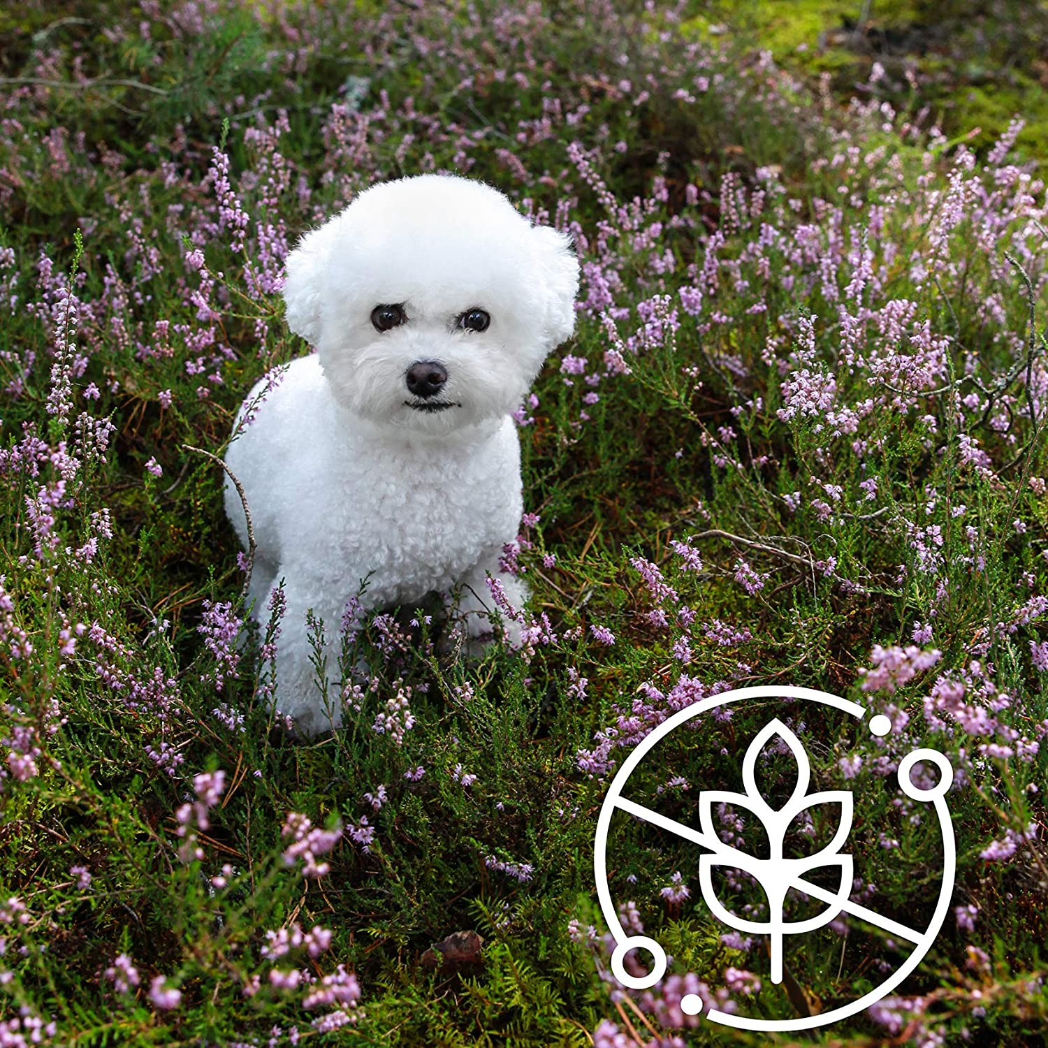 Nature's Protection Superior Care Hypoallergenic Grain Free Salmon Adult All Breeds